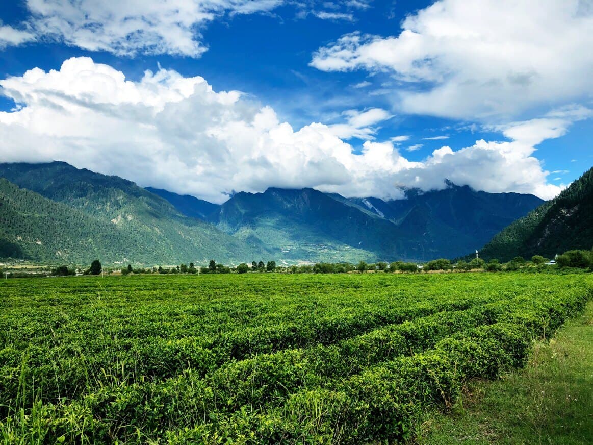 茶百科 · 生态合作茶园